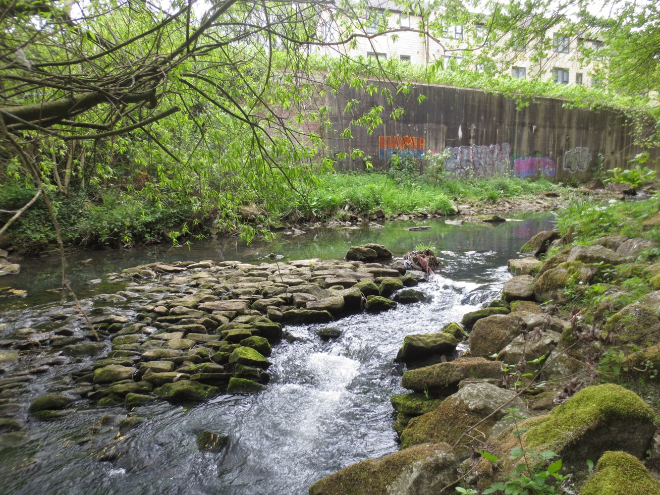 A section of the Bradford Beck flowing through a green urban waterway, with moss-covered stones in the stream and trees overhanging the water.