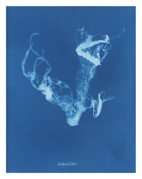 A cyanotype-style artwork featuring delicate, wispy white plant forms set against a deep blue background. The translucent botanical shapes appear suspended and drifting, with fine tendrils and organic curves creating an ethereal, underwater-like effect. The scientific name Conferva tibia is handwritten at the bottom centre of the print